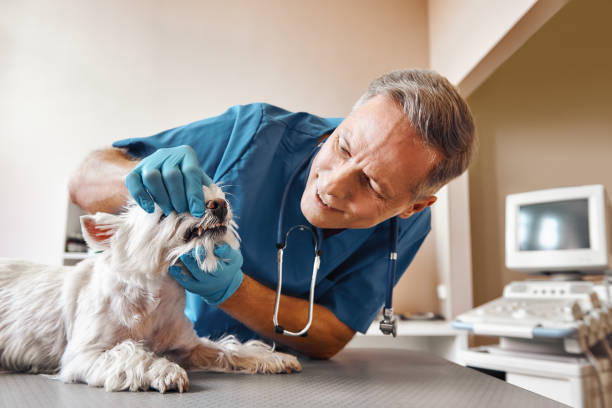  North Lynnwood, WA Emergency Dentist Pros